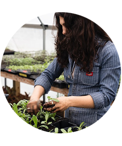 Une madame qui plante des légumes